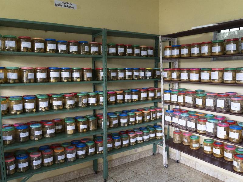 El Ihcafe conserva y analiza muestras de grillo indiano del café recolectadas en diversas fincas y regiones cafetaleras del país, como parte del monitoreo y estudio de esta plaga emergente