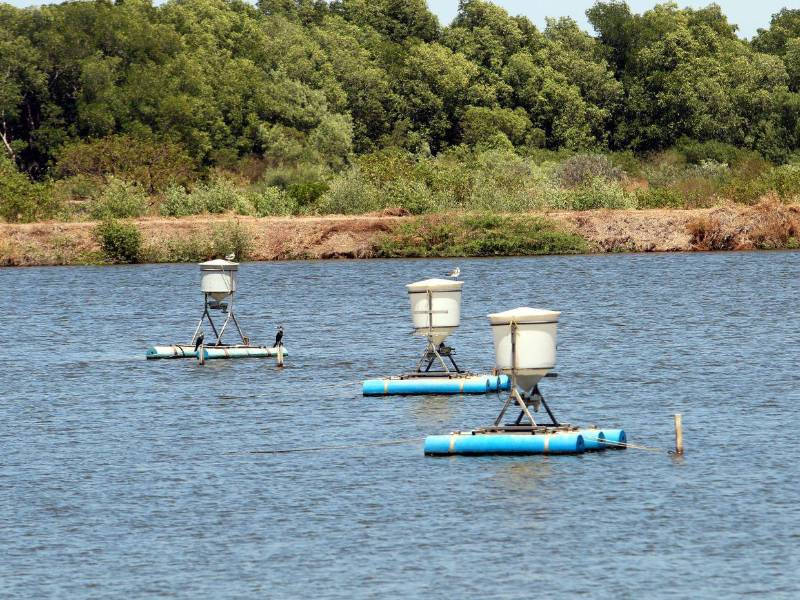 Todavía hay fincas que siguen produciendo de forma limitada, manteniendo la calidad del producto.