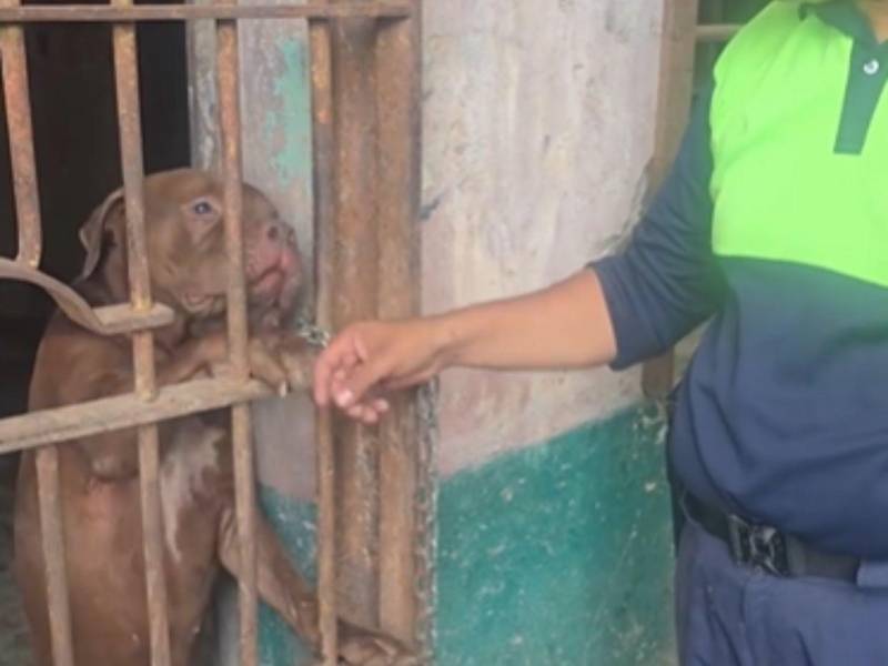 Las autoridades aseguraron que, si el perro no fallece, se revisará si existen registros de otros ataques