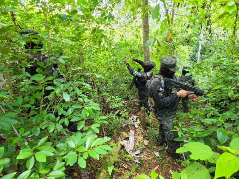 Equipos especiales de las Fuerzas Armadas en coordinación de la Dirección de Lucha Contra el Narcotráfico (DLCN), localizaron y aseguraron la plantación de arbustos de hoja de coca en Iriona, Colón.