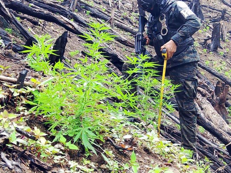 Un efectivo de las Fuerzas Armadas de Honduras mide con un metro una de las plantas de marihuana.