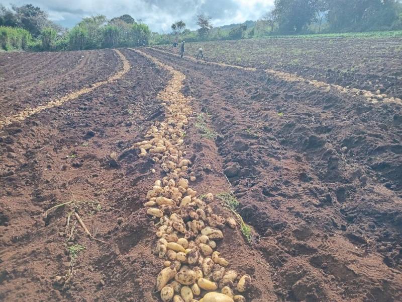 La falta de lluvias en zonas productivas del Distrito Central ponen en riesgo cultivos como la papa en la montaña de Azacualpa.