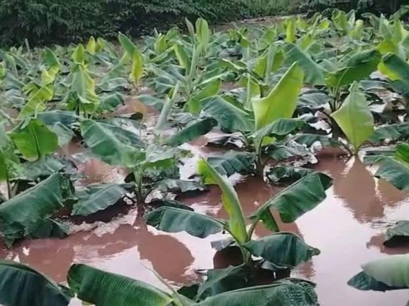“Aquí hay demasiada agua, las siembras se perdieron”, lamentó un agricultor de la Villa de San Francisco al describir la destrucción de los cultivos por las lluvias.
