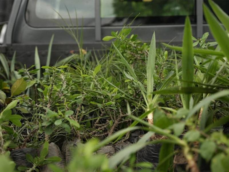 Junto a las especies de árboles, se han seleccionada también plantas ornamentales capaces de resistir a la sequía, y contribuir a la purificación del aire.