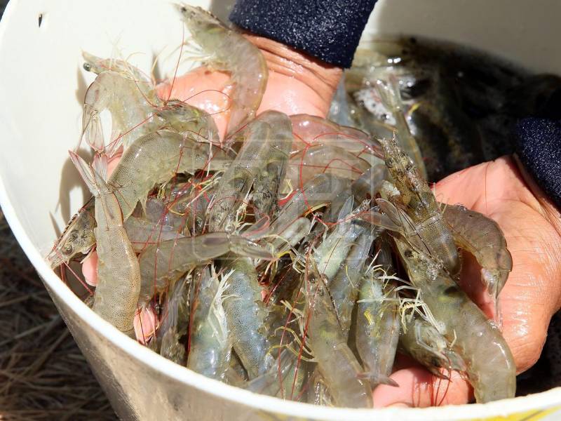 México ocupó en 2023 el primer lugar de destino para el camarón hondureño al exportarse 24,317,638 libras, equivalente a 32% del volumen total (78,895,657 libras).