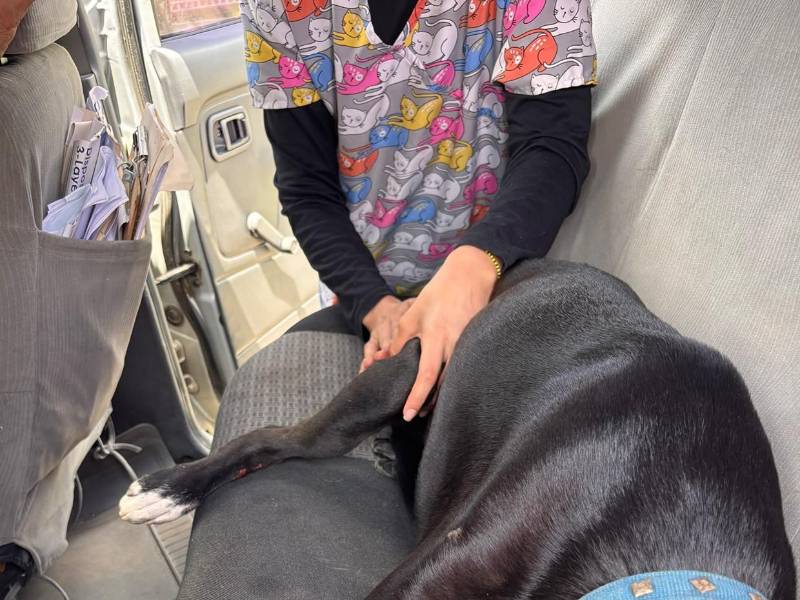 Empleados y funcionarios se organizaron para recaudar fondos y trasladar al perro a una clínica veterinaria.