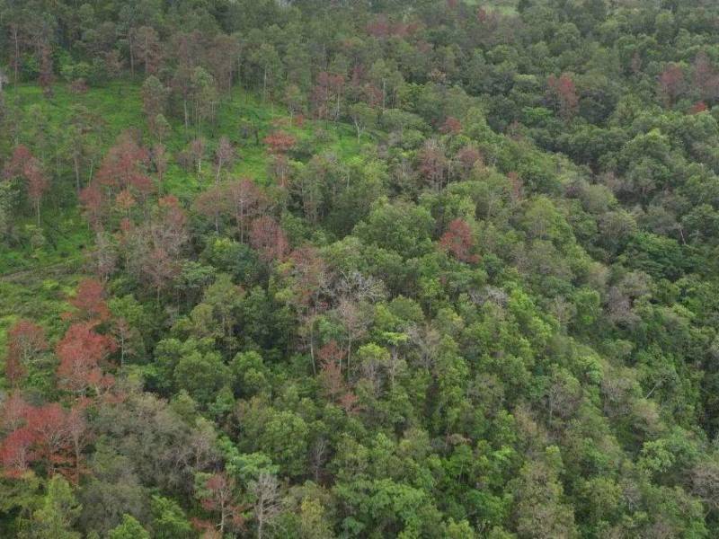 La plaga del gorgojo descortezador actualmente está afectando a 12 municipios del país, mayormente los departamentos de Yoro, Lempira y El Paraíso.