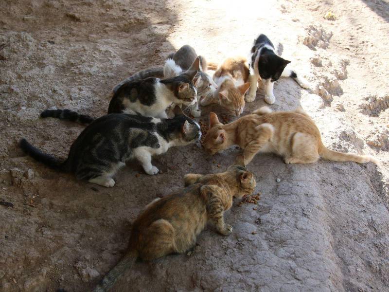Hay familias que tiene muchos perros y gatos que solo les dan tortilla o masa cuando pueden.