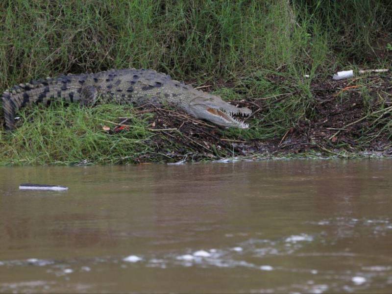 En algunas comunidades del municipio de Alianza, del departamento de Valle, personas han reportado haber visto lagartos en los ríos y en las orillas de estos.