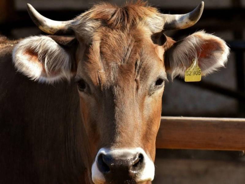 La miasis por gusano barrenador ocurre cuando la mosca Cochliomyia hominivorax deposita huevos sobre una herida y, al eclosionar, las larvas invaden el cuerpo del huésped. La Organización Panamericana de la Salud (OPS) explica que se trata de un parásito obligado que necesita tejidos vivos para desarrollarse y que puede afectar a cualquier animal de sangre caliente, en su mayoría ganado, incluidos los seres humanos.