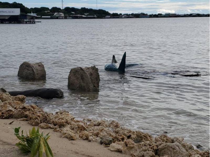 Imagen que muestra desde otro ángulo el tiburón ballena artificial en la playa de Utila.