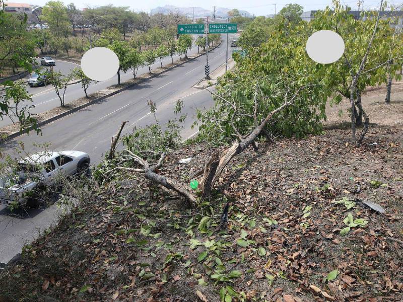 El vehículo se llevó varios árboles a su paso por el área verde del anillo periférico.