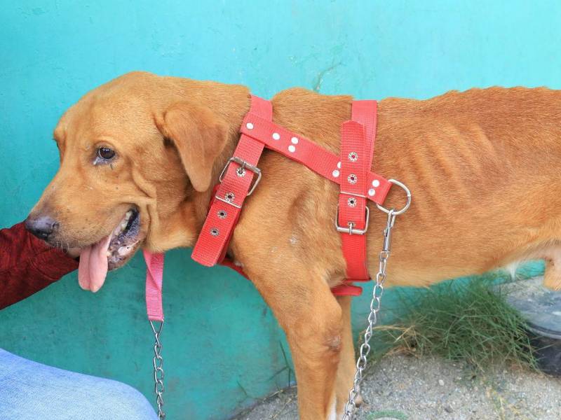 La municipalidad evaluará a las fundaciones que desean adoptar al perro con el fin de entregarlo a la que le garantice las mejores condiciones.