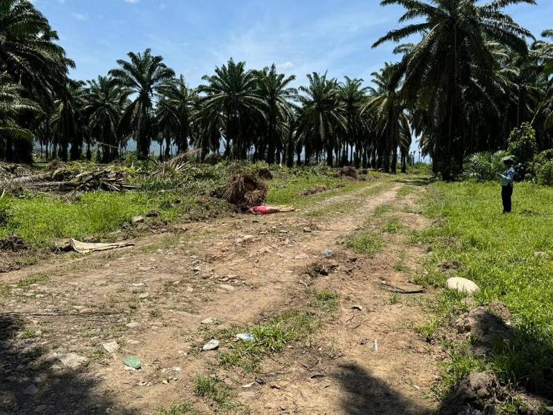 Una escena de horror estremeció a la comunidad de Rigores, en Trujillo, luego de que al menos 10 personas fueran asesinadas dentro de una finca de palma africana tras concluir su jornada laboral. Aquí las primeras imágenes de este crimen sin precedente.