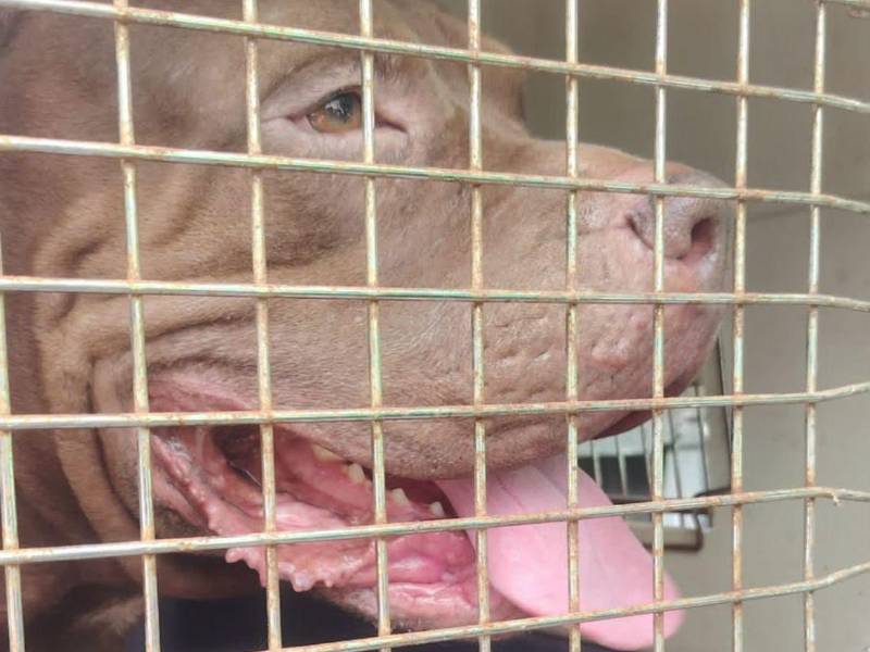 Zeus, el perro pitbull que atacó mortalmente a su dueño en la colonia Hato de Enmedio, no será sacrificado y será llevado a un refugio, mientras las autoridades sanitarias mantienen al animal bajo observación durante 10 días para descartar que tenga rabia.