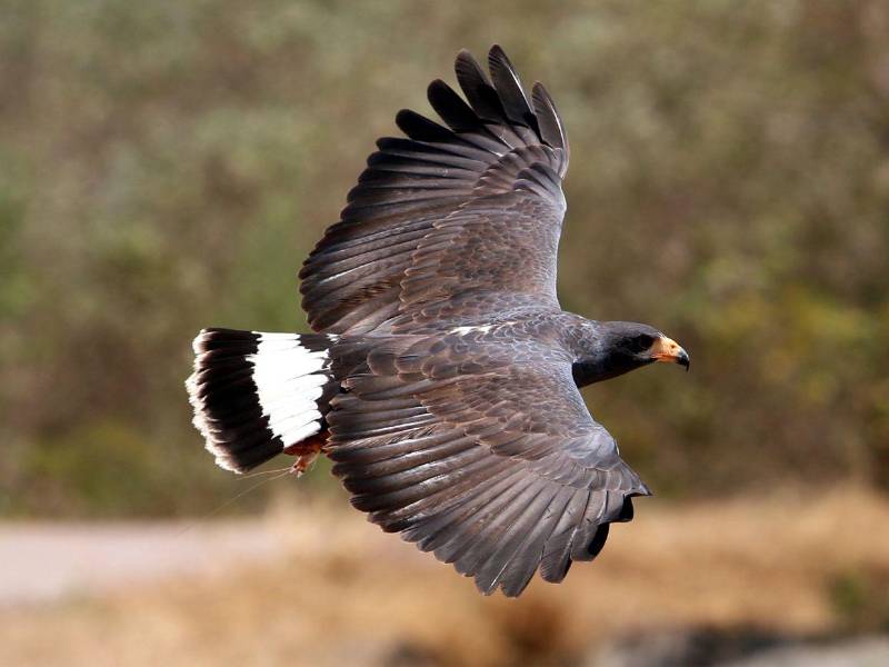 En avistamiento de aves es uno de los principales atractivos de la zona sur de Honduras.