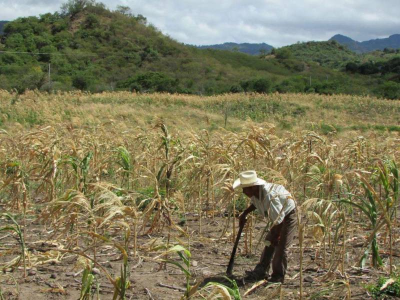Honduras busca recaudar 60 millones de dólares mediante un llamamiento humanitario para asistir a las familias perjudicadas por la sequía.