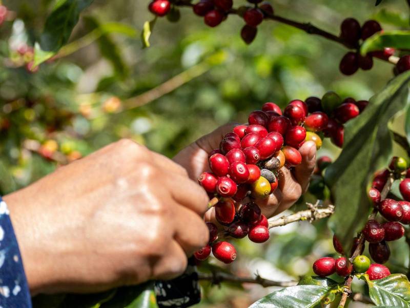 Recolector selecciona cuidadosamente los cerezos maduros en la planta.
