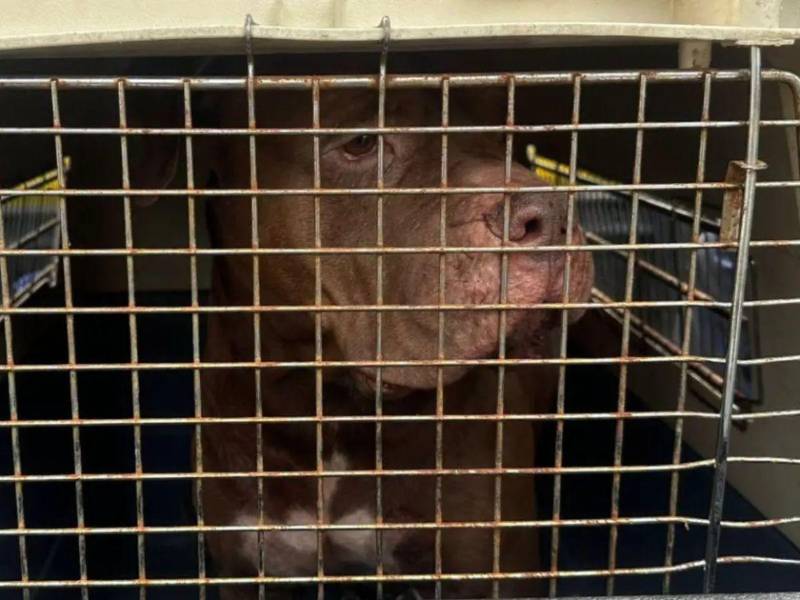 Zeus, el perro pitbull que atacó mortalmente a su dueño en la colonia Hato de Enmedio, no será sacrificado y será llevado a un refugio.