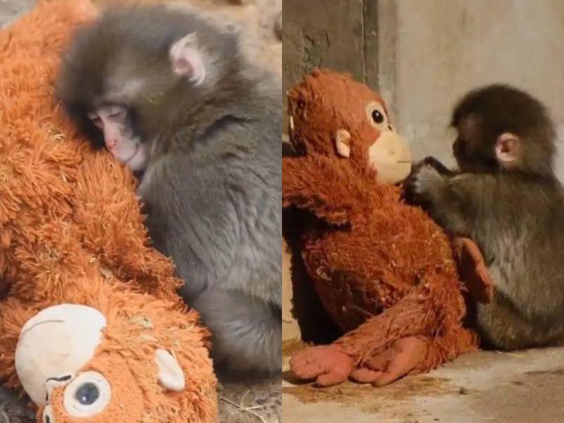Punch, un macaco japonés que ha conquistado los corazones de miles de personas en todo el mundo, continúa dándo de qué hablar, pues sus seguidores han expresado su preocupación por su salud y porque se le ha visto lejos de su peluche. Aquí las fotos: