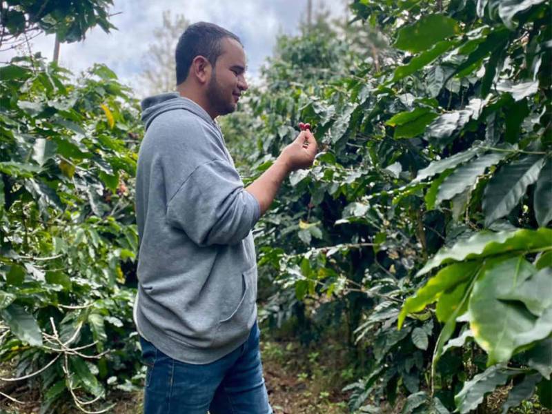 La nueva generación de caficultores apuesta por prácticas como el manejo de sombra, la protección de las fuentes de agua y la diversificación de las fincas para enfrentar las nuevas condiciones climáticas.