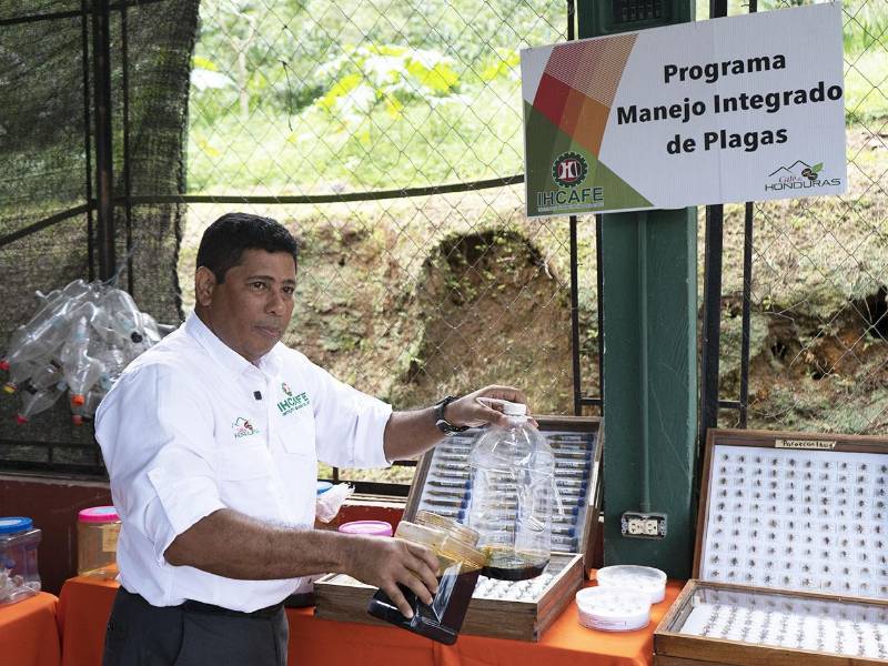 Desde 1977, el Programa de Manejo Integrado de Plagas del Ihcafe lidera una lucha silenciosa pero decisiva contra las plagas que amenazan la producción cafetalera en Honduras
