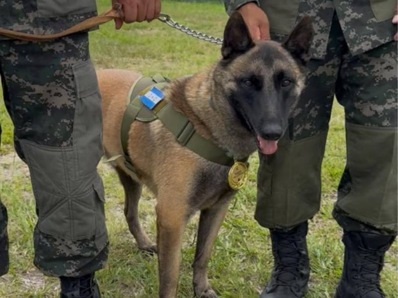 Togo, un can de raza pastor belga malinois de la unidad K-9, porta con orgullo los distintivos institucionales, durante una jornada de demostración al equipo de Brand Studio