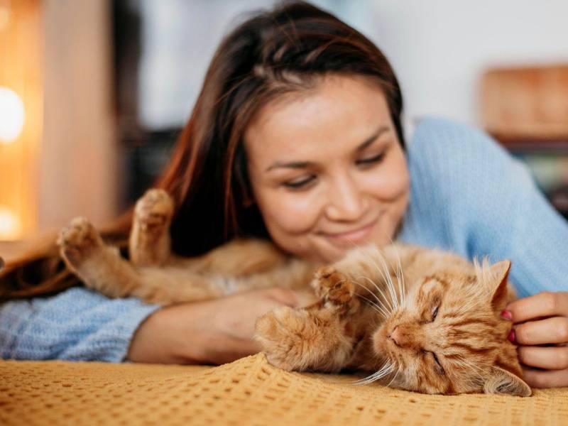 La línea Bienestar de Gati ® contribuye al bienestar integral de los gatos.