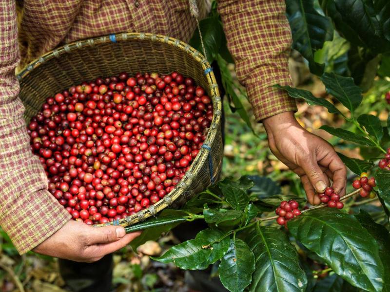 Productores seleccionan cuidadosamente el café, garantizando estándares de calidad que caracterizan al café hondureño.