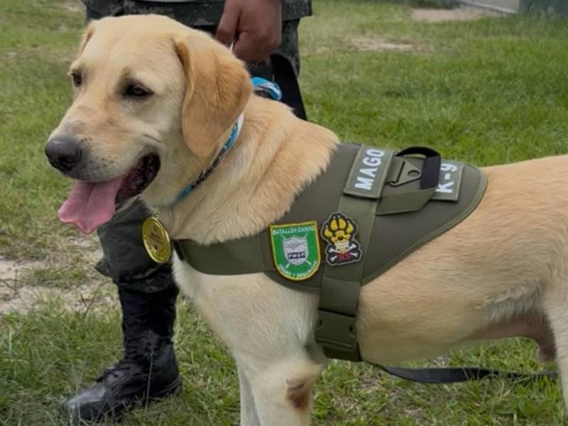 Detalle de Mago, un can de raza labrador perteneciente a la unidad canina K9 de la PMOP. Equipados con arneses oficiales e insignias de identificación