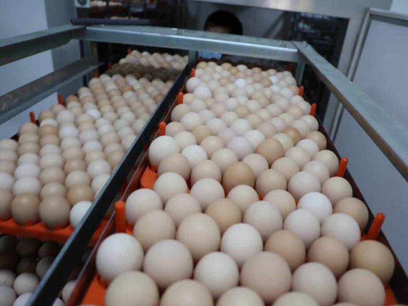 La planta de incubación avícola, ubicada en la Universidad Nacional de Agricultura (UNAG) en Catacamas, cuenta con capacidad para incubar hasta 31,000 huevos, incorporando tecnología moderna para mejorar la productividad del sector avícola hondureño.