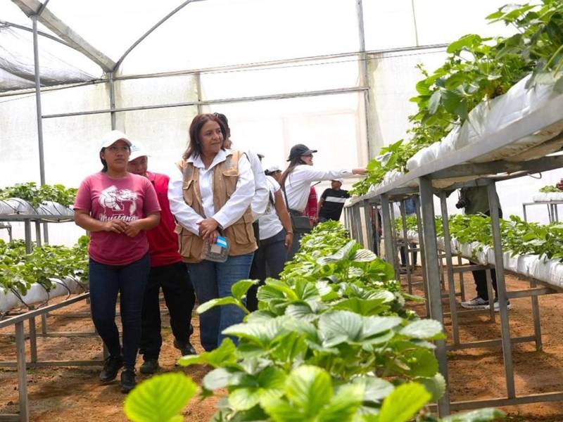 La ministra de la SAG, Laura Elena Suazo, destacó que el proyecto de fresa en Chinacla simboliza el relevo generacional en el agro hondureño y el compromiso del Gobierno con la juventud rural y la innovación agrícola.