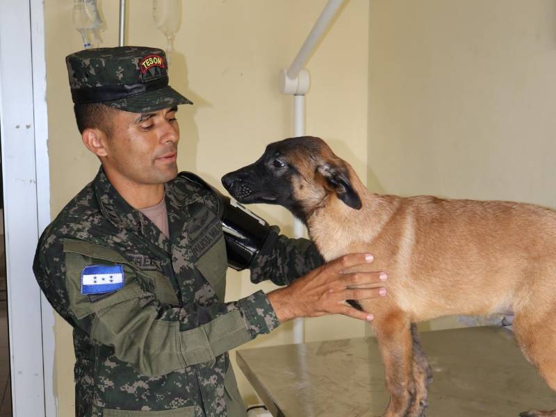 El instructor Guerra brinda atención y cuidado preventivo a uno de los ejemplares de la unidad en la clínica veterinaria