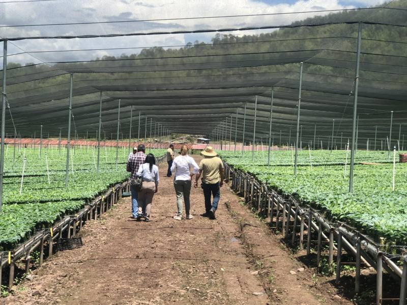 A partir de este mes la demanda de crédito en el sector agrícola denota un repunte en el sistema bancario comercial de Honduras.