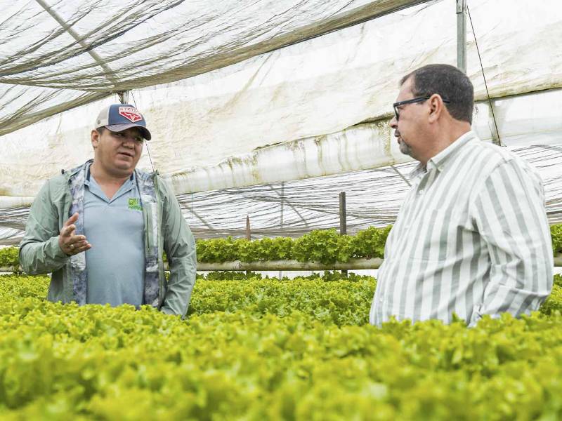 Los productores de vegetales de los Altiplanos del Distrito Central fortalecerán sus procesos mediante mejores prácticas agrícolas, asistencia técnica y herramientas orientadas a incrementar la calidad, productividad y competitividad de sus cultivos.