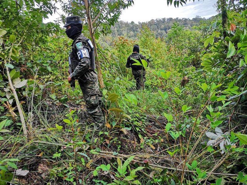 Las Fuerzas Armadas de Honduras (FF AA) a destruidos miles de hectáreas de plantaciones de hojas de coca