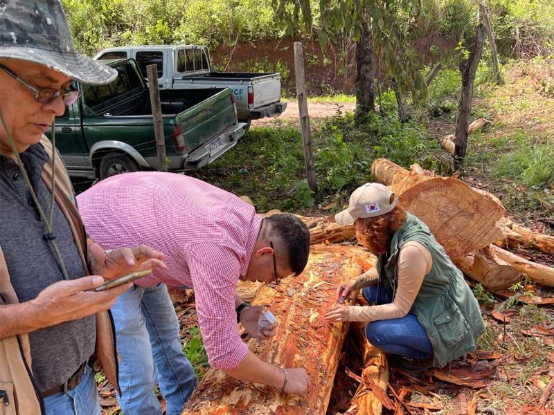 El equipo técnico del ICF recolecta muestras para estudio y control de los bosques en las zonas de riesgo.