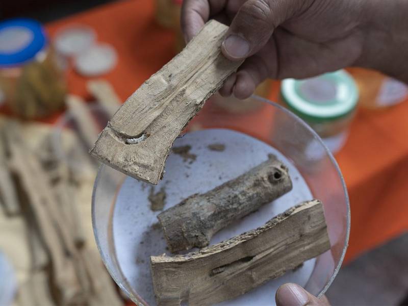 Larva del barrenadorcillo del café (Pseudodalaca), infectada por el hongo entomopatógeno Beauveria bassiana, un eficaz controlador biológico. Esta especie de barrenadorcillo ha sido reportada por primera vez en Honduras.