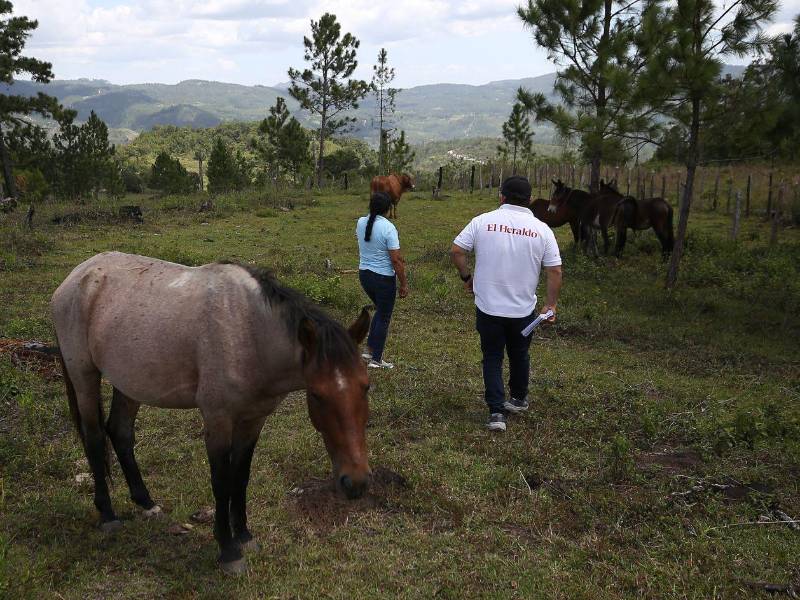 En Lepaterique, un municipio ubicado al sudeste de Francisco Morazán, en Honduras, este equipo comprobó que existen varios casos de gusano barrenador.