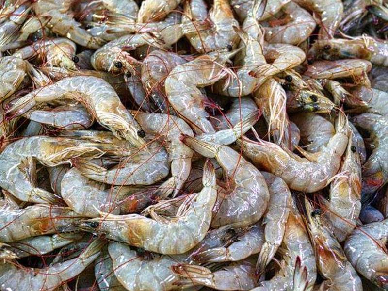 El informe de la Asociación Nacional de Acuicultores de Honduras destaca que hay otros meses del año que también reportan cifras halagadoras.