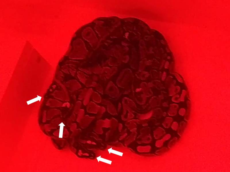 Un estudio encontró que a las pitones bola les gusta acurrucarse. Las flechas señalan sus cabezas.