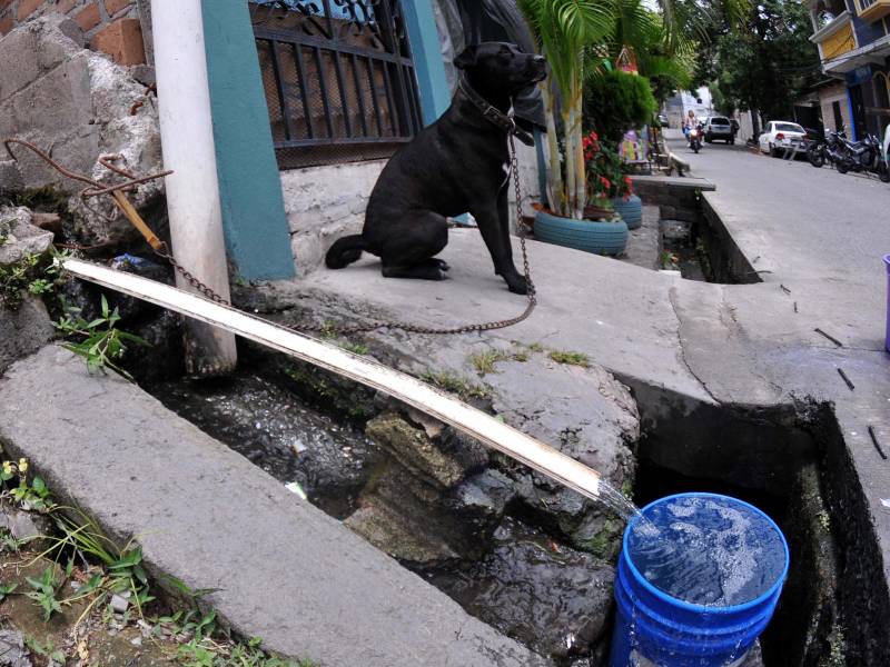En una de las calles de Villa Laureles, EL HERALDO Plus se encontró con un poblador que bañaba a sus perritos del agua que venía de un pozo.