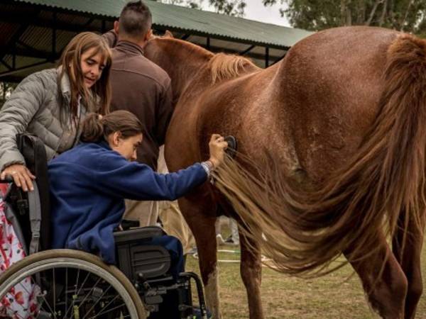 In the last 15 years equine therapy has evolved and has been put into practice with diseases such as stress, depression, phobias, addictions.