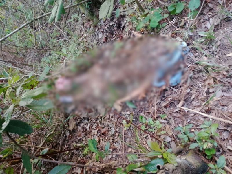 “Mami, no me espere: último mensaje de Rosi Izaguirre antes de ser encontrada muerta en La Tigra