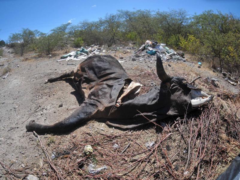 Las vacas aparecen muertas en los potreros, incapaces de resistir la sed y el hambre provocadas por la sequía.