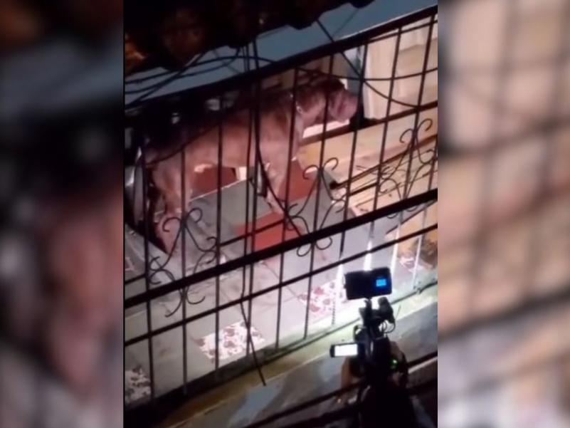 Caso de Allison Argueta en 2022: atribuyeron su muerte a ataque de pitbull, pero autopsia reveló homicidio