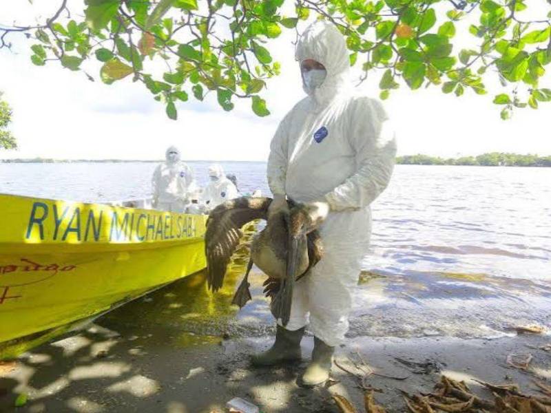 En 2025 se registró un brote de la influenza aviar tipo A H5N1 en norte del país, en ese entonces afectó a los pelícanos.