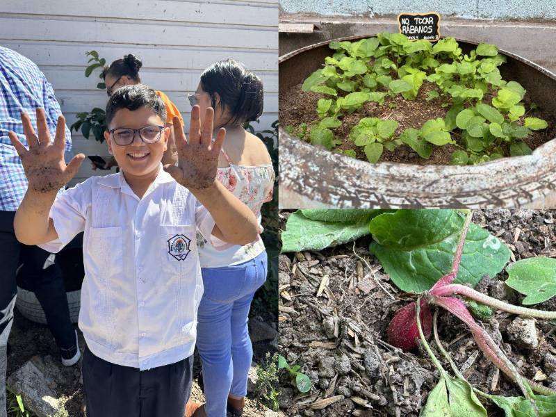 Cada centro educativo participante recibió su propio huerto escolar y semillas para cosechar frutos.