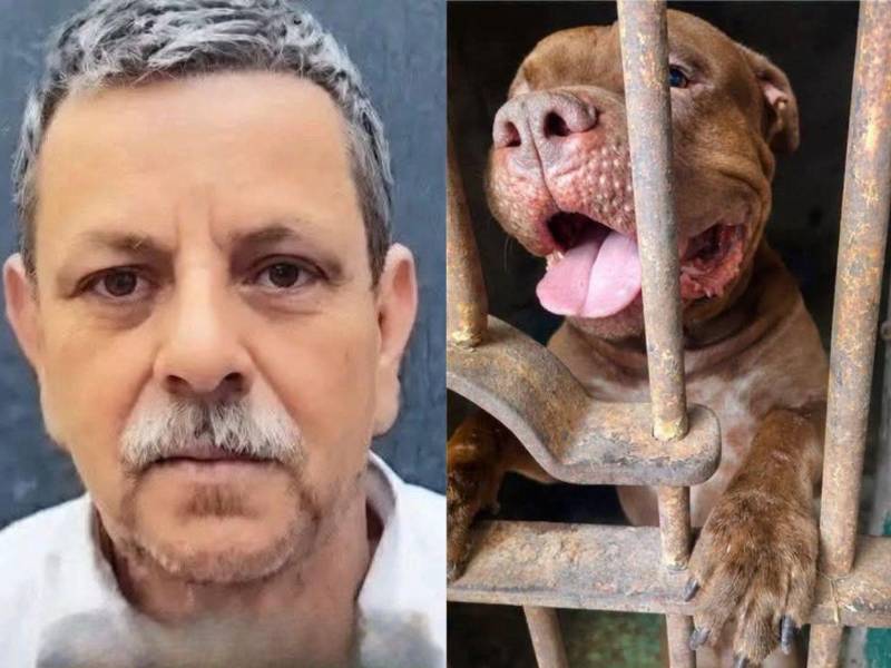 La noticia de que un hombre de 75 años murió tras ser supuestamente atacado por un perro de raza pitbull, de nombre Zeus, se viralizó. El hecho ocurrió el pasado lunes en horas de la tarde y, el martes 22 de septiembre, autoridades de la Policía Municipal se llevaron al perro. ¿Qué se sabe hasta ahora?