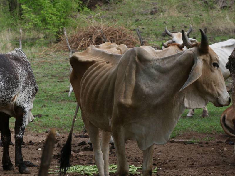 Las vacas están bastante flacas en todo el corredor seco, que es el más golpeado por la sequía.